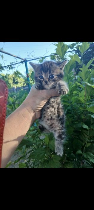 Шотландський хлопчик