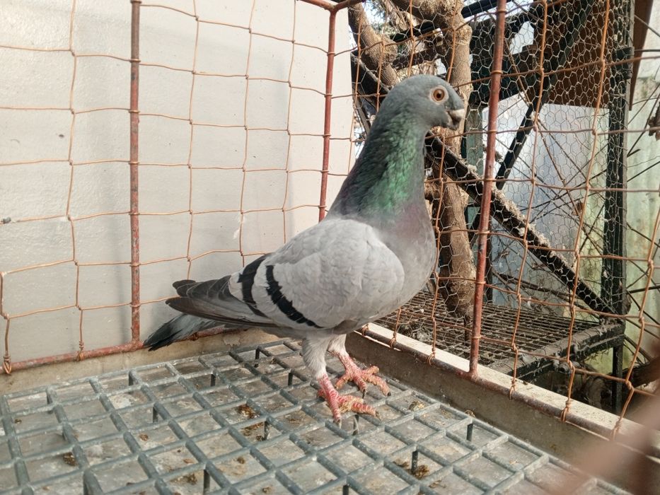 Orlik orliki belgijskie orzełek samica 2024 rok Ptaki gołębie ozdobne