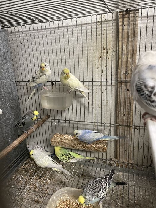 Periquitos para ceder