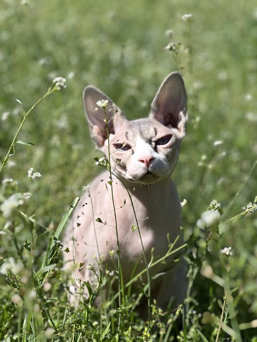 Воспитанная кошка канадский сфинкс с полным пакетом док+аксессуаров