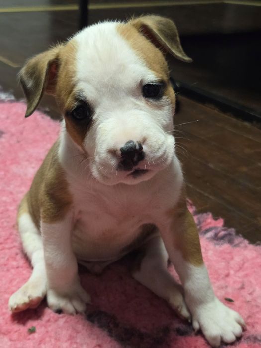 Wyjątkowy Samczyk American Staffordshire Terrier Amstaff ZKwP FCI