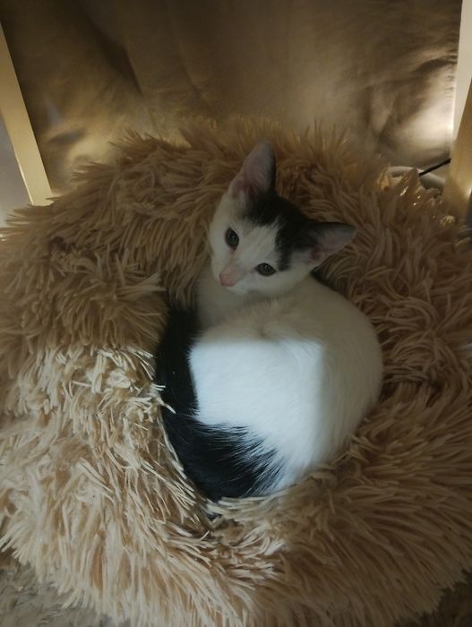 Malutka kicia do adopcji