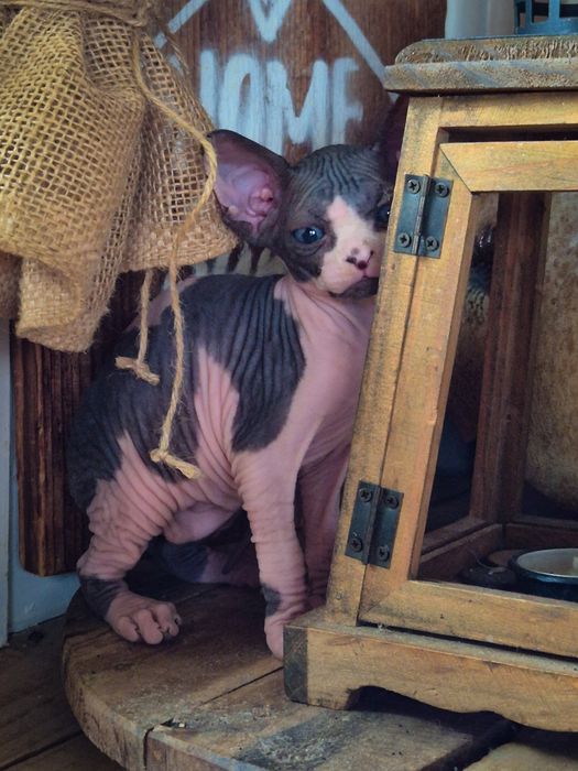 Sfinks Kanadyjski z rodowodem FPL