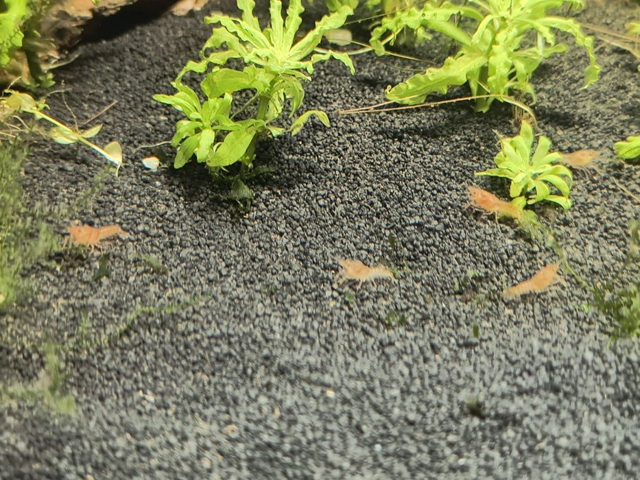 Raczek CPO ( Cambarellus Patzcuarensis Orange)