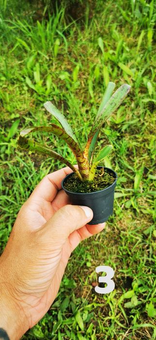 Tanio!!! Neoregelie i Bromelie do Terrarium Vivarium Paludarium