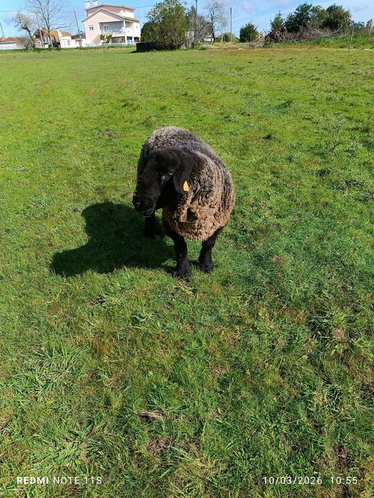 Borrego sufulk para criação