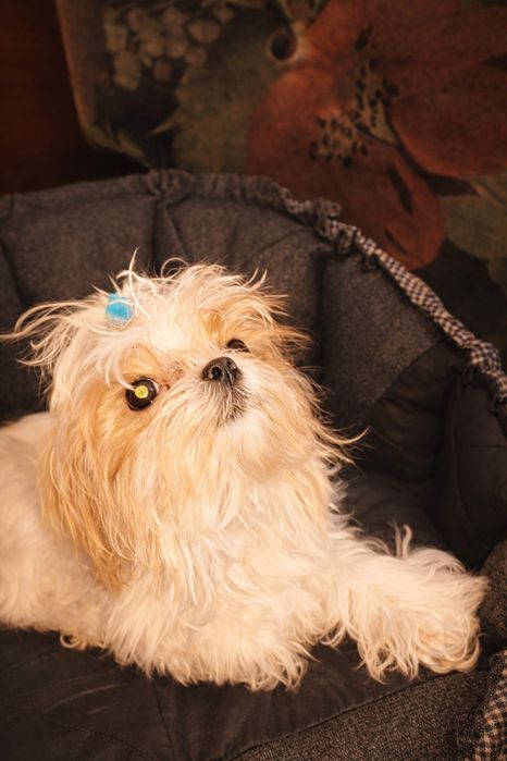 Продам Мальтіпушку