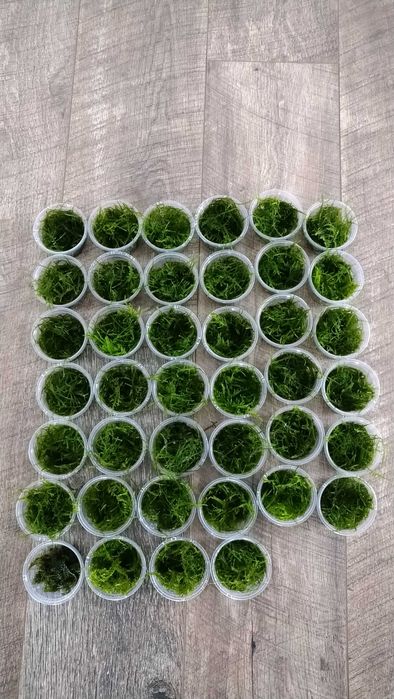 Hydrocotyle tripartita Japan