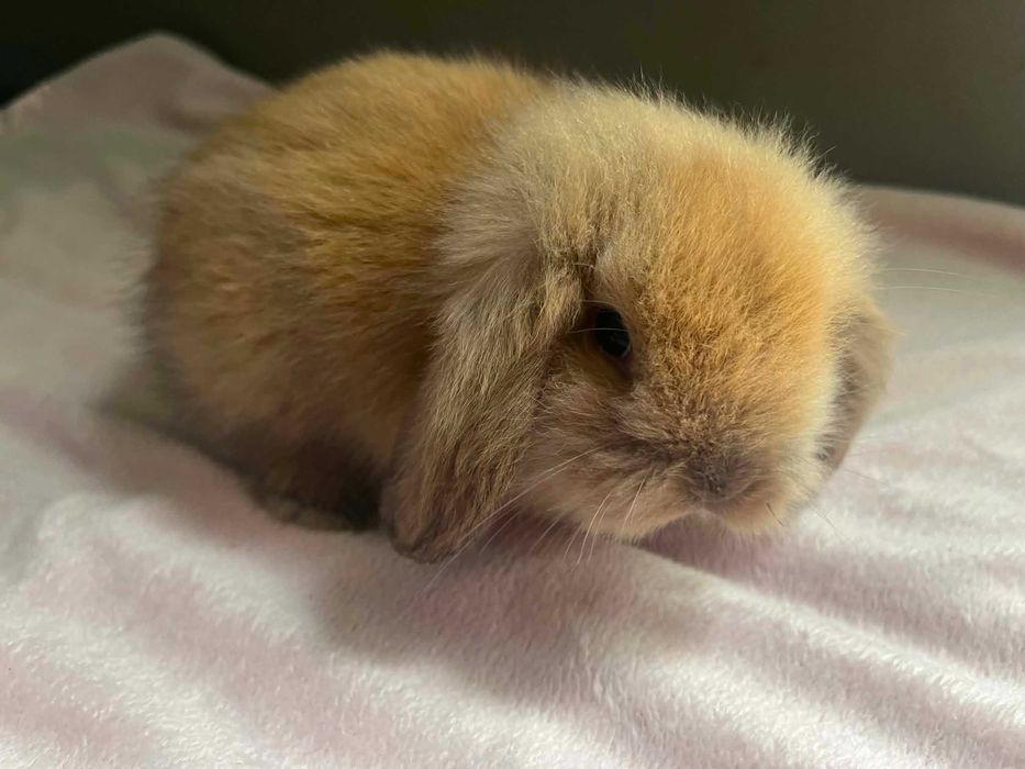 Coelhinhos raça mini lop bellier