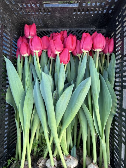 Тюльпан тюльпани тюльпаны гурт опт 14 8 квіти