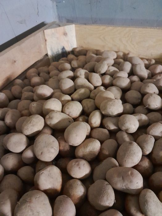 Irga kaliber 35-50 po centrali