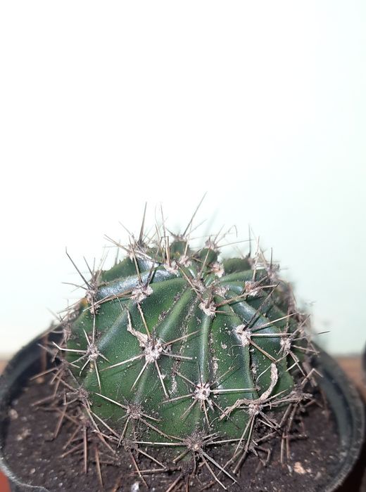 Кактус  квітучий