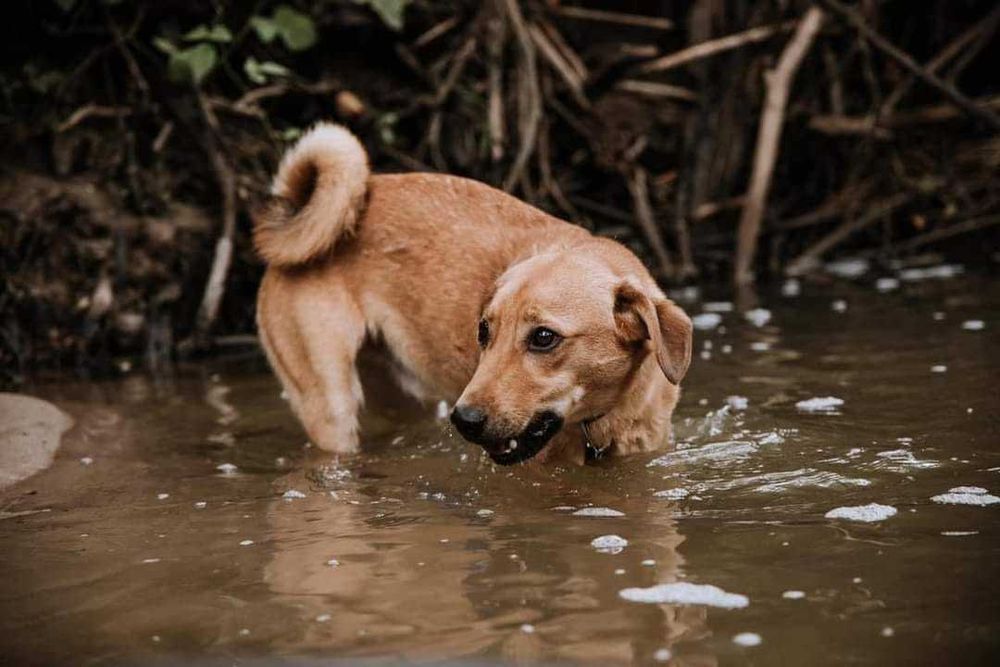 Cudowny Bej szuka kochającego domu!