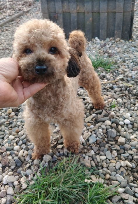 Pudel toy. Kaszmir. Badania genetyczne.