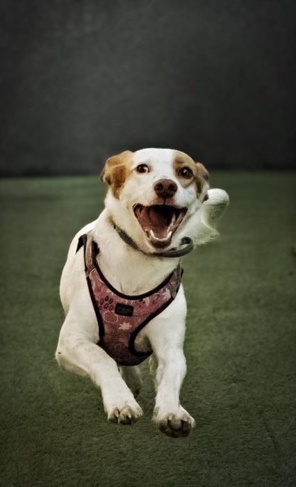 NARIN - uratowana z ulicy szuka kochającego domu