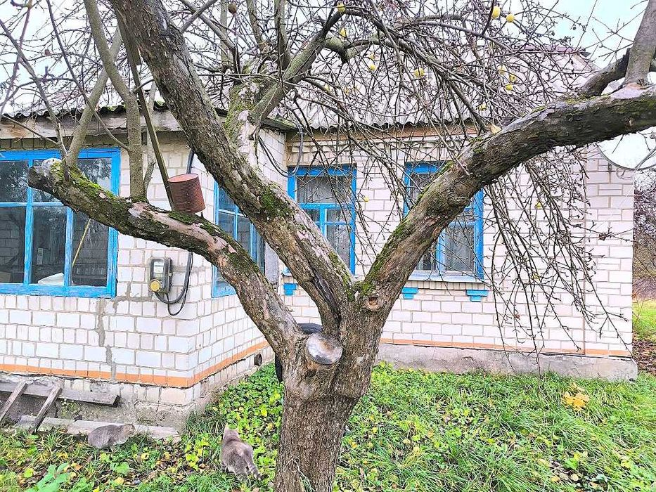 Жилий будинок та 29сот.В с.Бишів.Розвинена інфраструктура.Київ 40км.