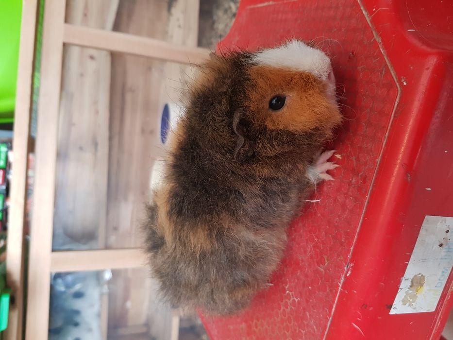 Świnki morskie, świnka merino/alpaka