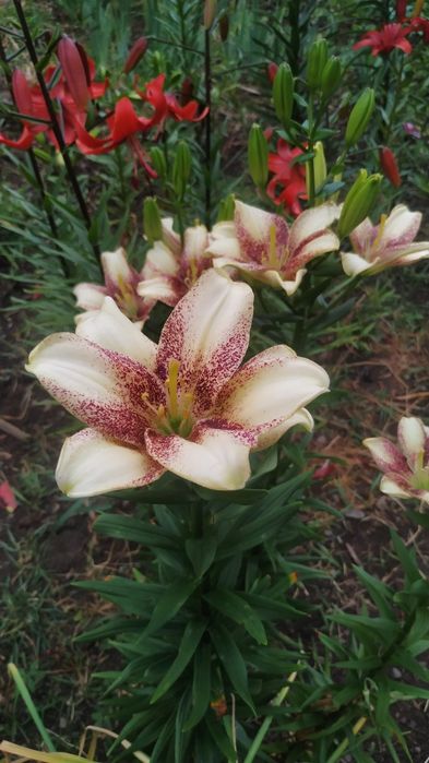 Продам лілії з власного саду