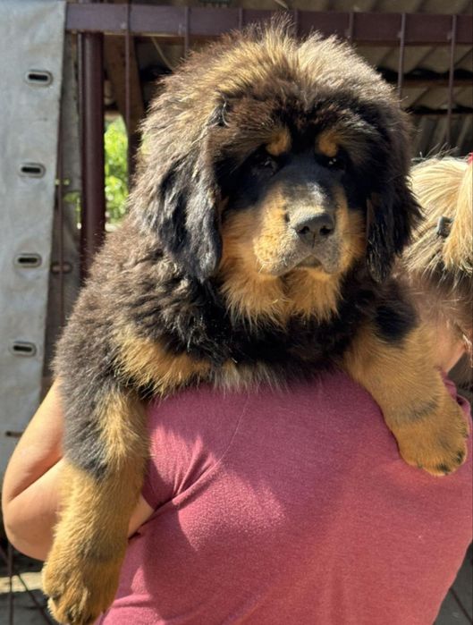 Тибетський мастиф