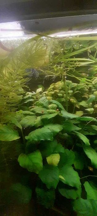 Anubias - roślinka akwariowa