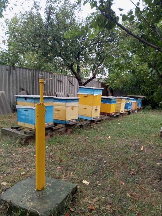 Продається пасіка
