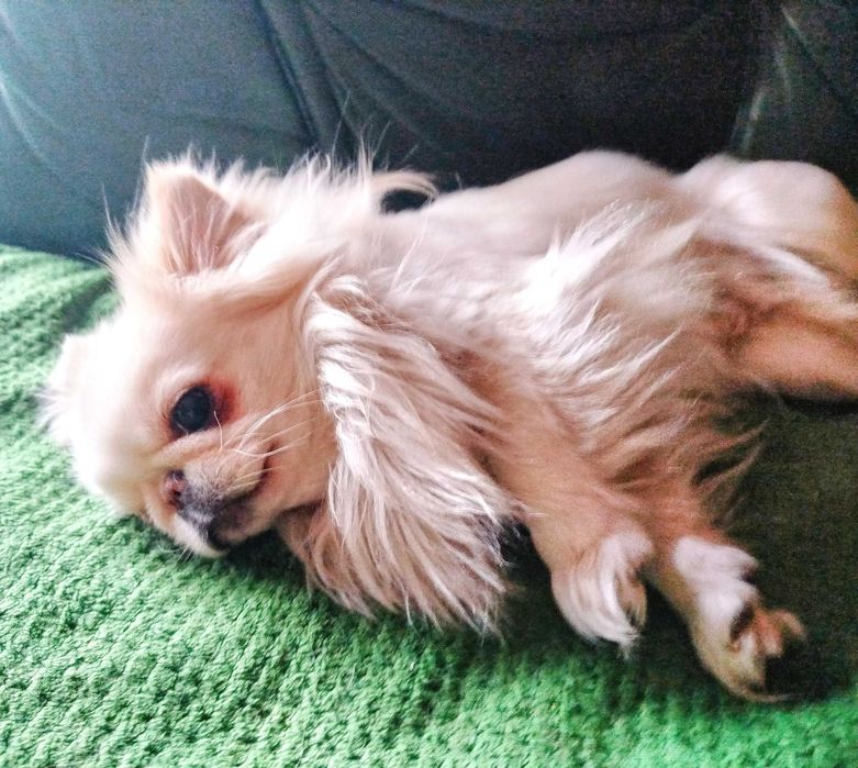 Chihuahua maleńki chłopczyk