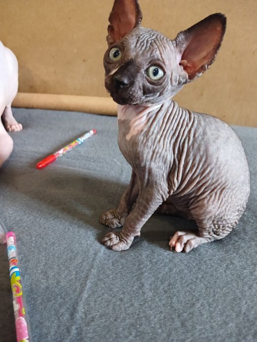 Продам котят породы канадский сфинкс