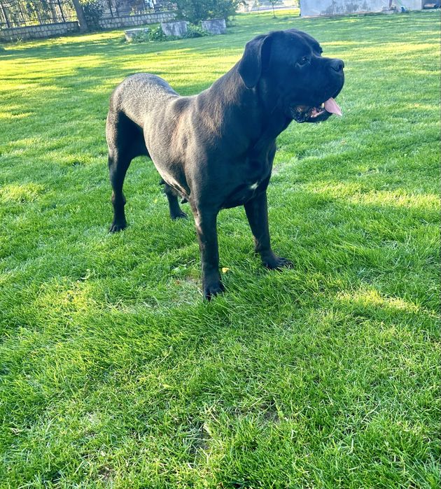 Cane Corso TOP! Zapowiedz miotu!