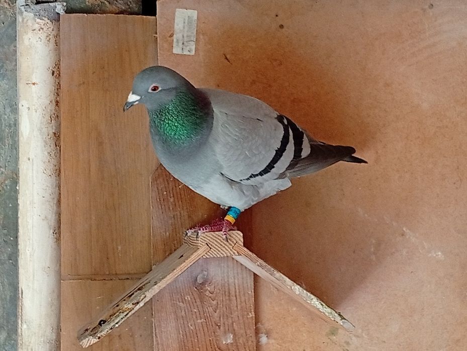Cedência de pombos (parte 2)