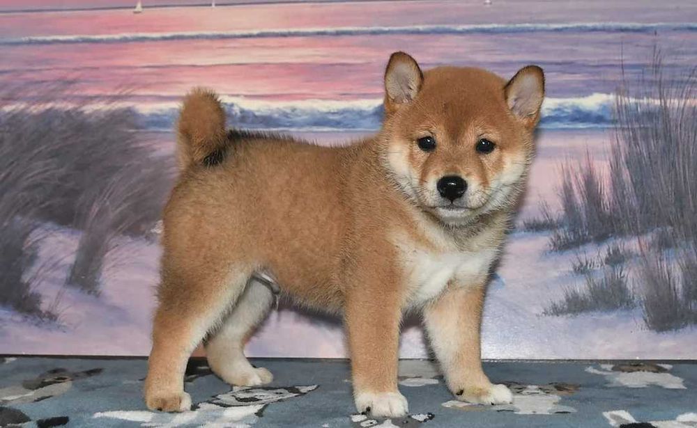 Shiba inu dsponivel