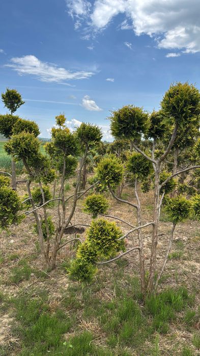 Tuja GOLD szmaragd 100-120cm Thuja Gold