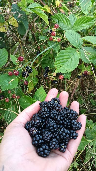 Ostrężyny leśne na zamówienie