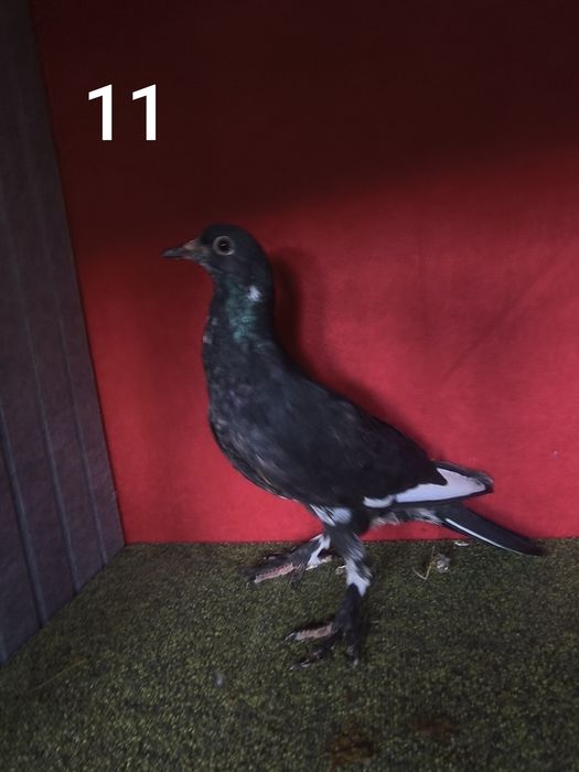 Pombos várias raças