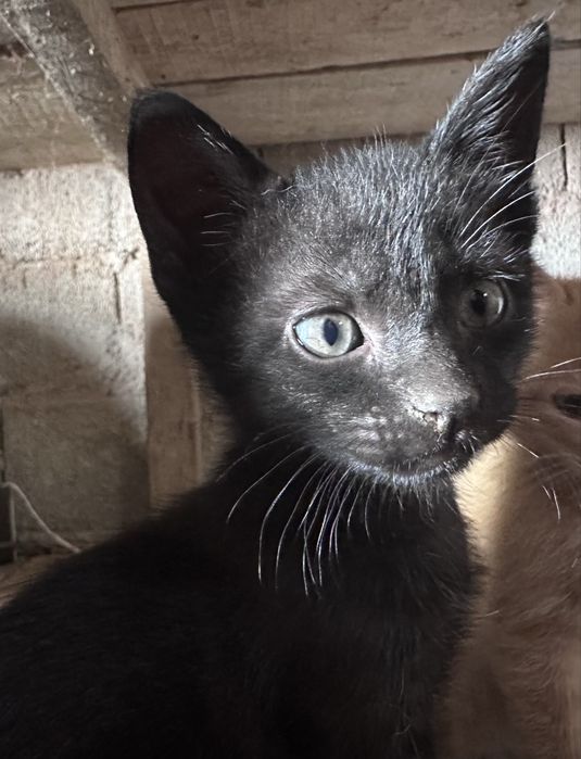 Gatinhos para Adoção