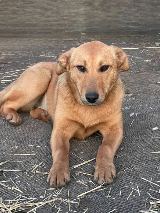 Отдам даром в добрые руки щенка метис овчарки