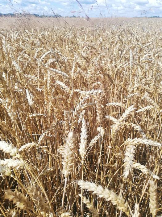 Pszenica, pszenżyto, jęczmień 2025