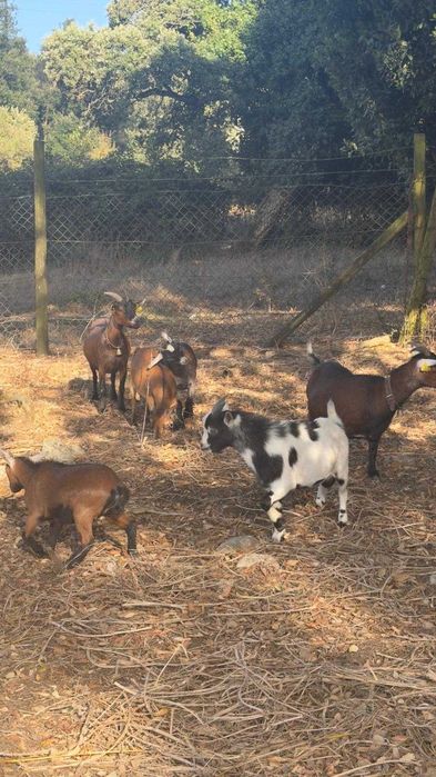Cabritas e cabrito anão