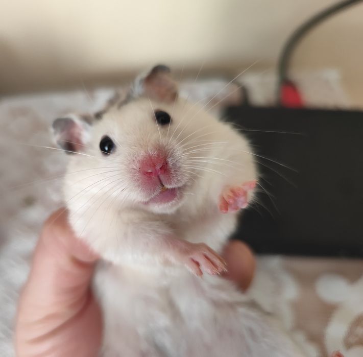 Oddam za darmo dwie chomiczki