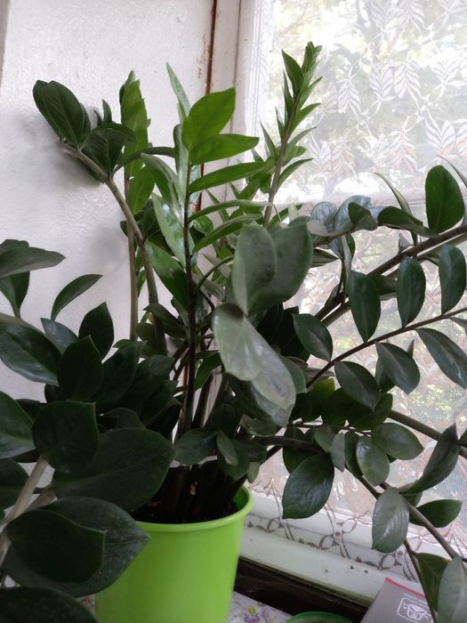 Замиокулькас очень большой