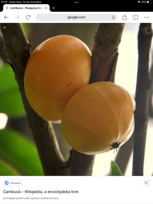 Cambucá ( plinia edulis )