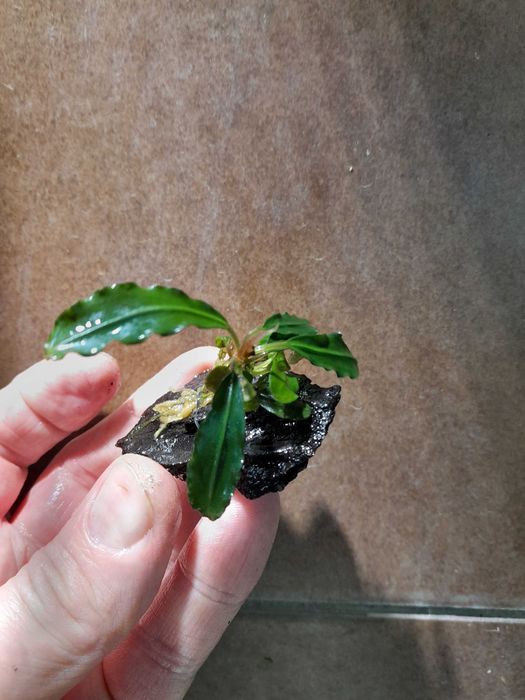 Bucephalandra na lignicie - gotowa ozdoba