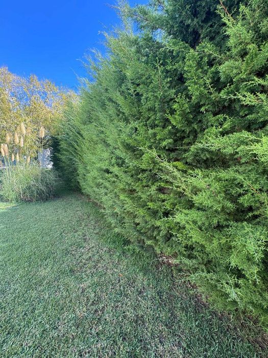Precisa-se serviços de jardinagem