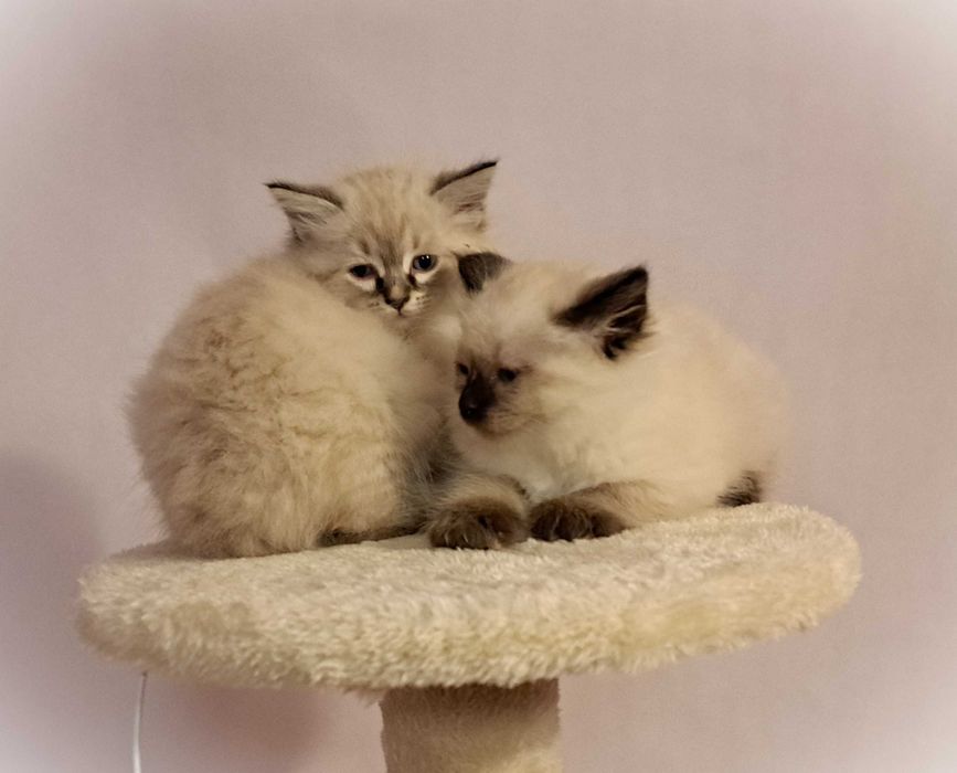 Kocurek Neva Masquerade – jasnoszary Płatek