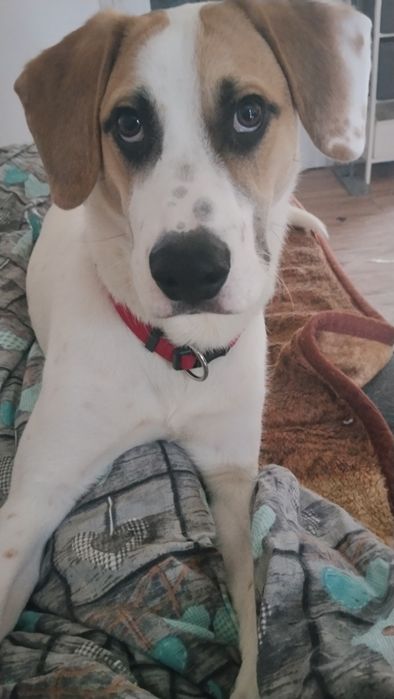 Roczny Beagle- dalmatyńczyk