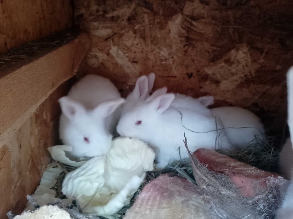 Sprzedam młode króliki Belgijskie