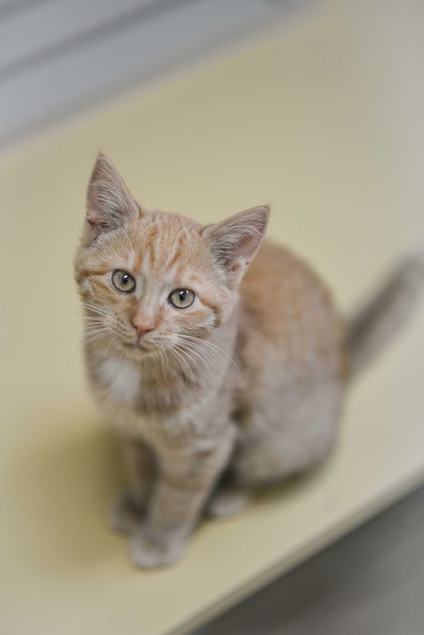 Vinci – rudzielec z charakterem