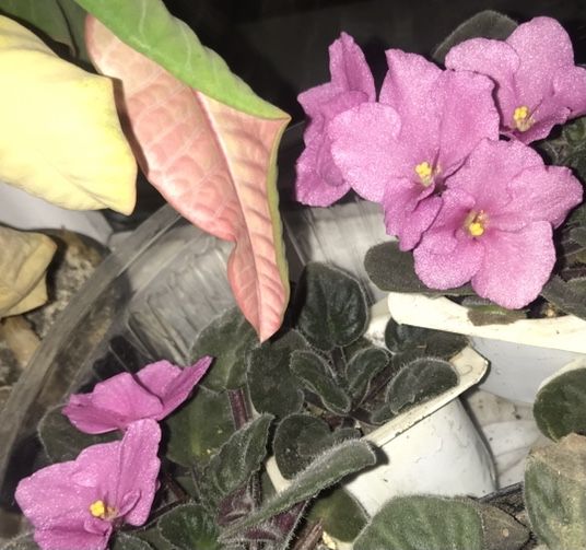 Фіалки, фіалка кімнатна