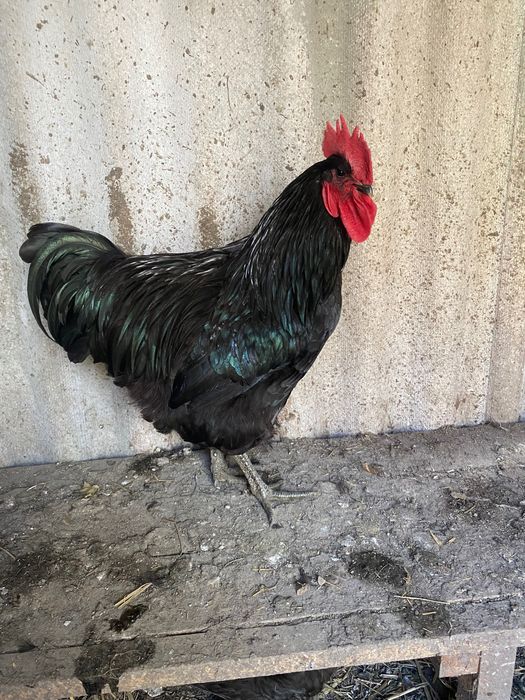 Півень джерширський гігант чорний