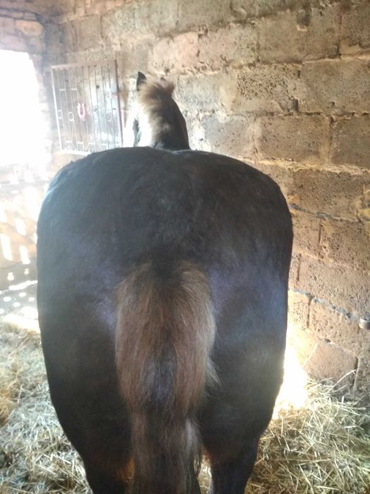 Rolnictwo zwierzęta klacz