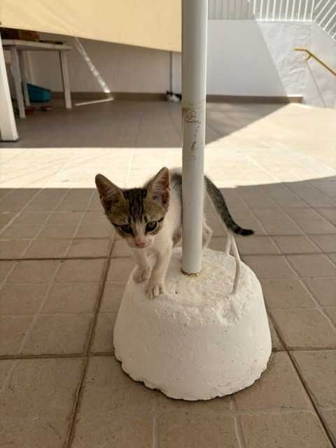 Gatinha para adoção!